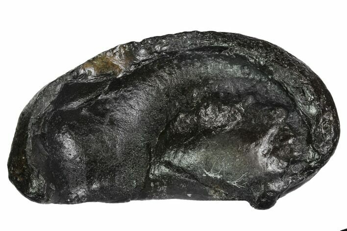 Fossil Whale Ear Bone - Miocene #99981